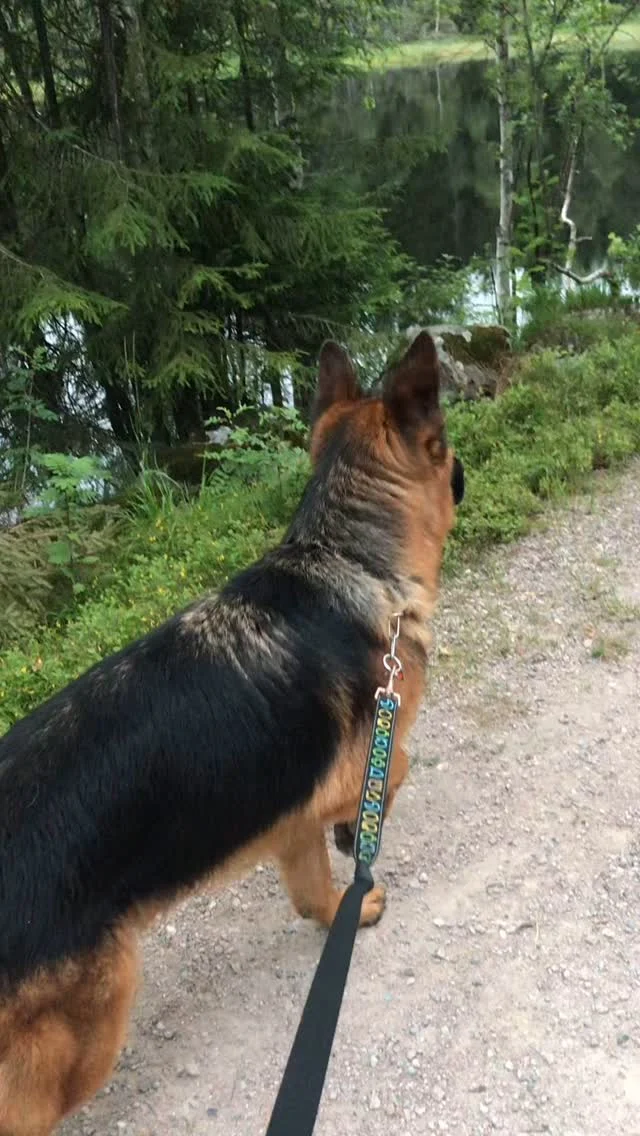 Kommentera valfri emoji för att få länk i DM för hela videon om att förebygga stress hos hundar. Är du intresserad av att gå årets enda grundkurs på plats i Göteborg skicka ett DM så får du mer information🐋

#hundträning #hund #hundigöteborg #göteborg #valp #hundkurs #hundkursigöteborg #hundtränare