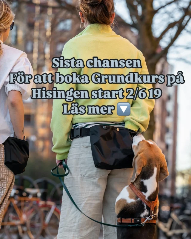 Förbättra din hunds fokus och uthållighet.

Är du redo att ge din hund en boost i träningen? Den här kursen är idealisk för dig som vill träna med andra hundar och öka din hunds fokus och uthållighet i nya miljöer med störningar.

Vad ingår i kursen?

Genom konkreta, lättillgängliga grundövningar får du verktyg som du kan använda i din vardag och som ger hunden färdigheter att hantera stress och ökad motståndskraft mot allt nytt. Vi tar oss tid och går framåt i lagom tempo.  Perfekt som valpkurs!

Kursinnehåll:

– Uthållighet i uppgifter kring andra hundar
– Patterngames
– Engagemang
– Hundmöten
– Banor
– Laserfokus
– Fotgående
– Belöningar och lek
– Impulskontroll
– Stanna kvar & brytsignal
– Koppelgående
– Avslappning i nya miljöer
– Massage

Förkunskaper:
Din hund ska kunna arbeta på ca 20 meter avstånd från andra hundar och bör inte vara reaktiv. Kolla in privatträning för att bygga rätt känsla kring andra hundar först.

Plats: Utomhus, industriområde, Aröd – Bilprovningen.

Tidsåtgång: 60 minuter per träff, totalt 5 timmar.

Kursstarter 2025

Juni: 2/6 kl 19:00 + 9/6 + 16/6 + 23/6 + 30/6 (instruktör: sofia klemming)

Observatörplats finns! Skicka pm

Plats för reaktiv hund finns, då jobbar du självmant upp till 80m ifrån gruppen. Skicka pm!

Pris: 2495 kr per hund 
Maxantal: 6 deltagare

Boka din plats nu genom att skicka hundens namn, ras och ert postnummer till kontakt@klemminghundar.se